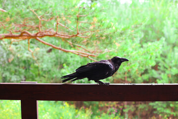 Large raven perched on a wooden railing deep within a dense forest detailed glossy black feathers with subtle iridescent highlights sharp, observant eyes
