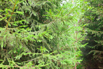 Stately pine-fir tree with broad, expansive branches spreading gracefully within a dense forest vibrant green needles