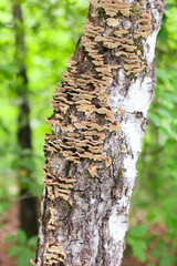 close-up clusters of wooden fungi growing on a tree trunk varied shapes and textures of the mushrooms