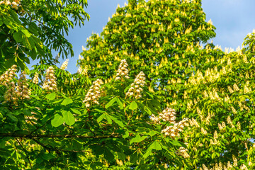 Beautiful horse chestnut trees flowers in St John's Park (Italian: Parco di San Giovanni) in old town of Bergamo city, Lombardy province, Italy