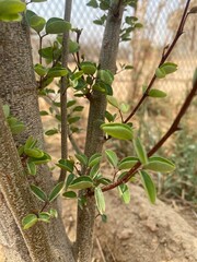 اوراق شجره لوزه 