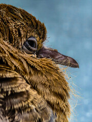 Innocent Gaze of a Baby Pigeon &ndash; Wildlife Close-Up