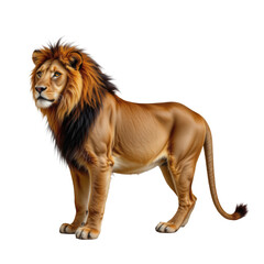 Obraz premium Majestic Lion with Flowing Mane Standing Proudly in Natural Pose