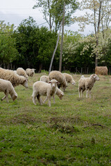 Fototapeta premium Expanses of Freedom: Flock in the Morning Dew