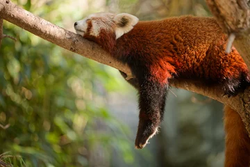 Gordijnen Panda Red panda (Ailurus fulgens) resting on a tree branch, endangered mammal from the Himalayas and East Asia  © Tomasz Podlak