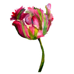 Watercolor drawn Isolated Illustration of Parrot tulip bright pink and green color with lush petals. Spring flower in natural style. Exotic garden plant. Design element for decor, background, textile,