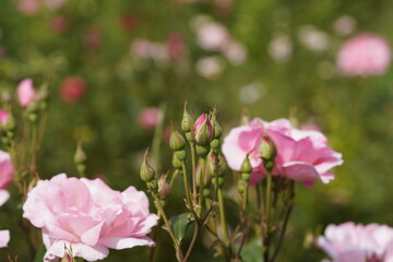 Obraz premium quantum pink valentine roses on different scales and macro photography