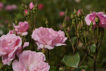 quantum pink valentine roses on different scales and macro photography