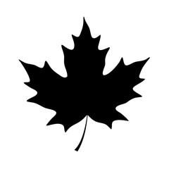 Simple black silhouette of a maple leaf against a icon vector