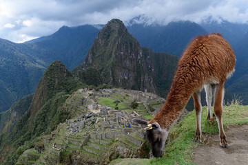 Peru Machu Picchu mit Lama © E. Lempert