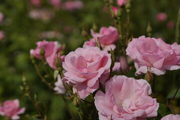 quantum pink valentine roses on different scales and macro photography