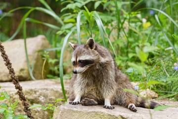 Raccoon (Procyon lotor) sitting on a stone in natural habitat, wild mammal in forest environment