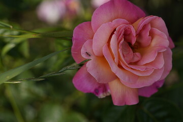 quantum pink valentine roses on different scales and macro photography