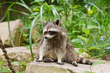 Raccoon (Procyon lotor) sitting on a stone in natural habitat, wild mammal in forest environment