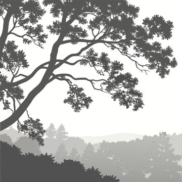 Forest canopy silhouette at chest fading downward into misty fog and clear white at the hem minimalist nature fade tree silhouette vector