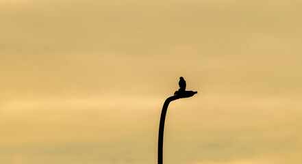 Sokół pustałka siedzący na latarni  © pat