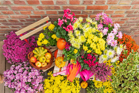 Colorful autumn flower and fruit arrangement on terrace