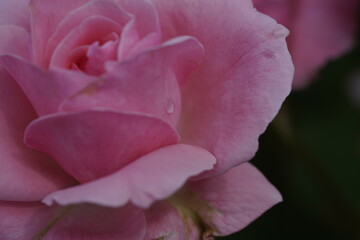 quantum pink valentine roses on different scales and macro photography