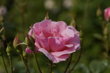 quantum pink valentine roses on different scales and macro photography