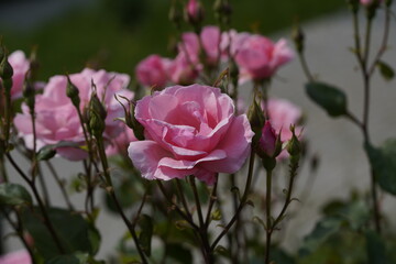 quantum pink valentine roses on different scales and macro photography