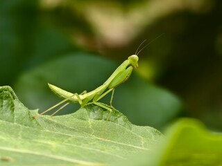 praying mantis on green leaf