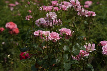 quantum pink valentine roses on different scales and macro photography