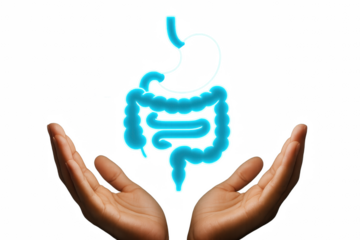 Digestive Care: Two hands cradle a luminous depiction of the human digestive system, symbolizing health, wellness, and proactive care. A striking visual. 