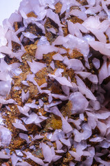 Close-up view of a mineral specimen. The image shows a cluster of light purplish-white, sharply-edged, crystal formations intermixed with small, angular pieces of a dark brownish-gold mineral