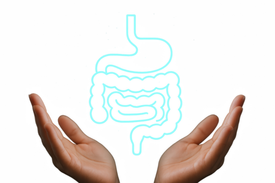 Hands Protecting Digestive System: A pair of hands cradles a delicate, illuminated outline of the digestive system, emphasizing care, well-being, and the interconnectedness of human health.