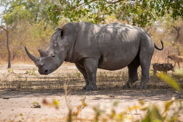 Obraz premium Rhinoceros in a Savanna landscape.