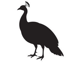 PEACOCK SILHOUETTE