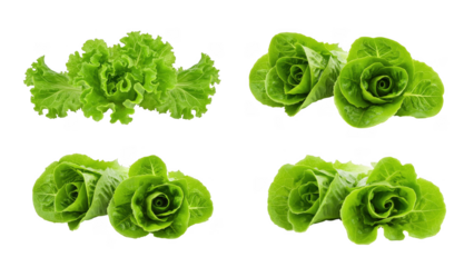 Four fresh green lettuce varieties against a black background