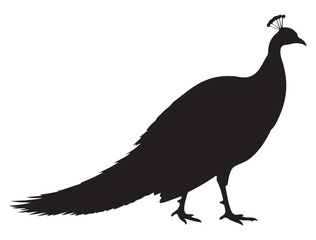 PEACOCK SILHOUETTE