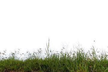 Fototapeta premium Grass isolated on white background,