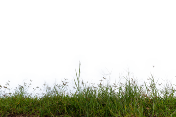 Grass isolated on white background,