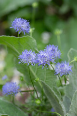 Blossom of sheep's-bit (Jasione montana) between other leafs.