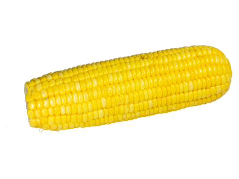 Corn isolated on white background. Clipping path included for easy extraction. - Powered by Adobe