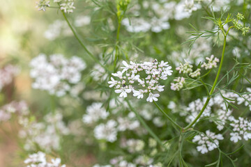 Closeup of blooming coriander (Coriandrum sativum).