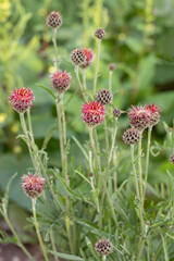 Very dark purple knapweed (Centaurea atropurpurea) plant.