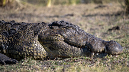 Krokodil Kopf