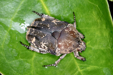 Mango Flower Beetle on Leaf Surface