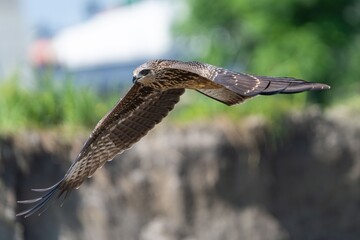Majestic bird of prey in flight