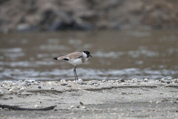 River Lapwing by the water