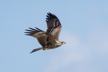 Majestic eagle soaring in clear blue sky