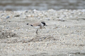 Bird with black and white markings on sandy beach.