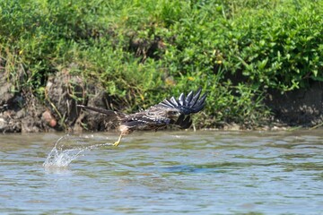 Eagle Hunting in River