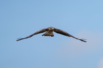 Majestic bird of prey soaring in clear sky.
