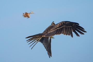 Bird of prey drops catch mid-flight against blue sky.