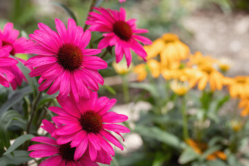 Obraz premium Dark-pink coneflowers in bloom (Echinacea purpurea). Space for your text.