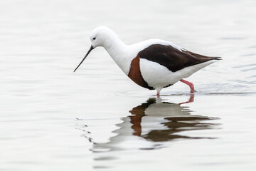 Solitary Banded Stilt Searching for Food in Calm Water